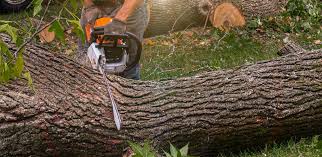 How Our Tree Care Process Works  in  Sugarland Run, VA