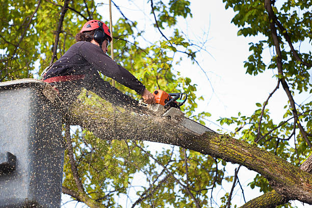 Reliable Sugarland Run, VA Tree Services Solutions